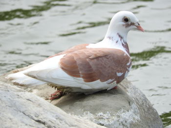 Dove perching on rock against lake