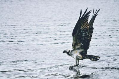 Osprey flying over sea