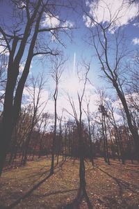 Bare trees on landscape