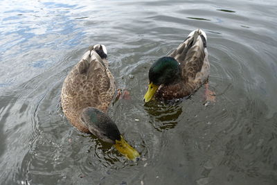 High angle view of mallard ducks swimming in lake