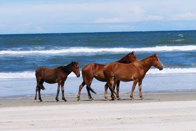 Horses on beach against sky