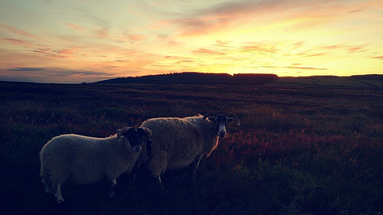 sunset, nature, domestic animals, mammal, livestock, landscape, animal themes, cow, beauty in nature, sky, no people, grass, outdoors, highland cattle