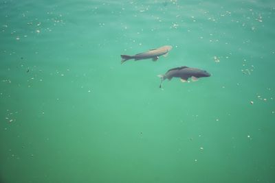 Birds swimming in sea