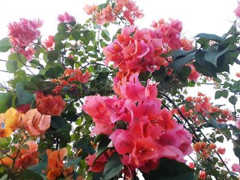 Low angle view of pink flowers blooming on tree