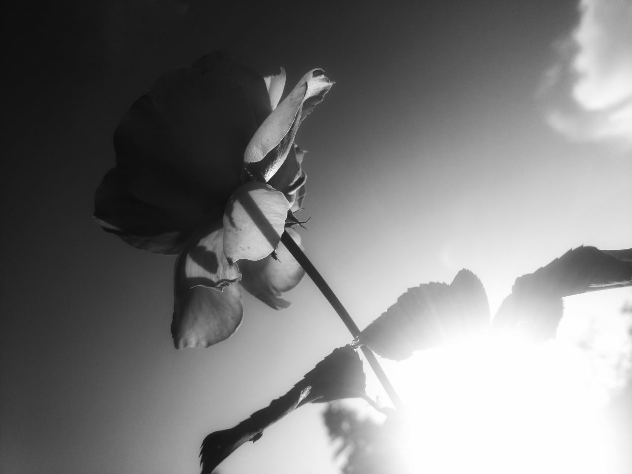 CLOSE-UP OF FLOWER AGAINST SKY