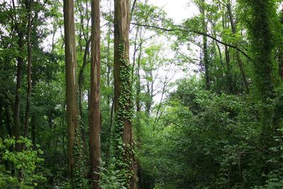 Trees in forest