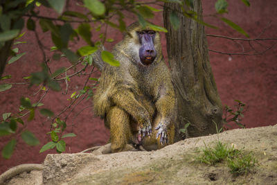 Lion sitting on tree