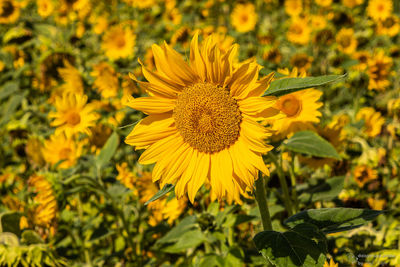 Close-up of yellow sunflower on field