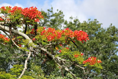 Close-up of red flowers against the sky