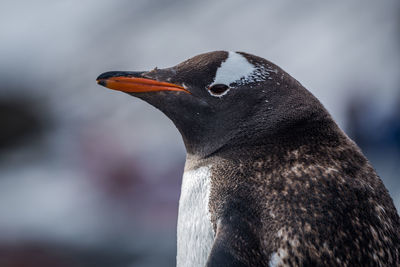 Close-up of gentoo penguin with blurred background