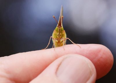 Close-up of hand holding grasshopper