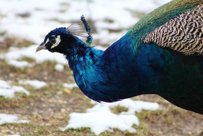 Close-up of peacock