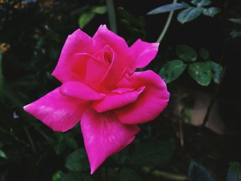 Close-up of pink flower blooming outdoors