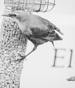 Close-up of bird perching against clear sky