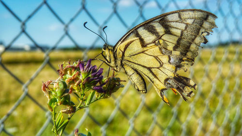 Close-up of butterfly on flowers against chainlink fence