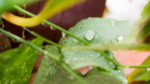 Close-up of wet plant