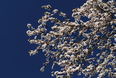 Low angle view of cherry blossom tree