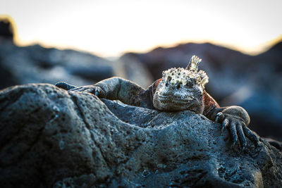 Close-up of lizard on rock