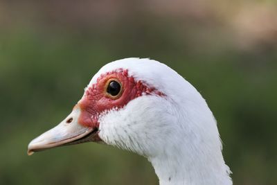 Close-up of a bird