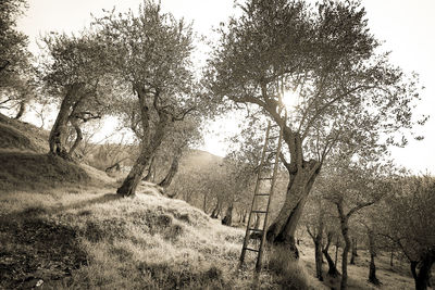 Trees on field against sky