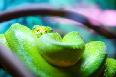 Green tree python on a branch, terrarium