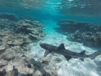 Fish swimming in sea