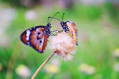 Close-up of butterfly pollinating on flower