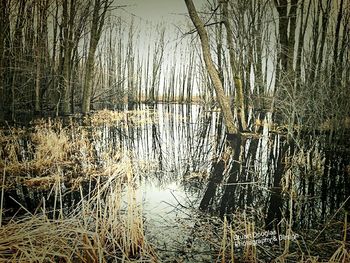 Reflection of trees in lake