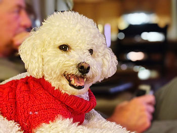 Close-up of dog looking away