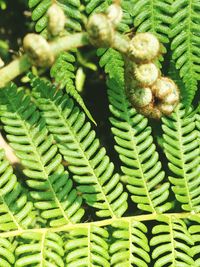 Full frame shot of green leaves