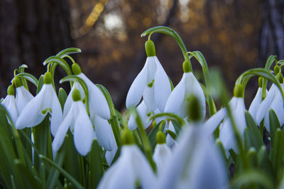 Close-up of white flowering plant