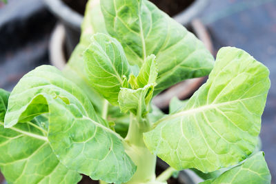 Close-up of green leaves