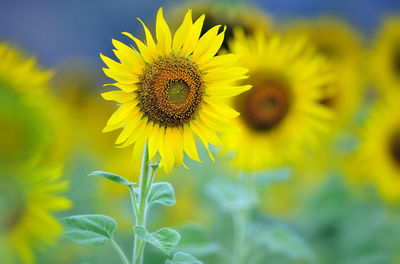 Close-up of sunflower on field