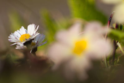 Close-up of white flowering plant