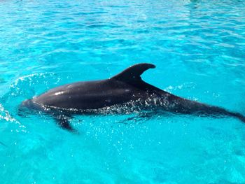 Swimming in sea