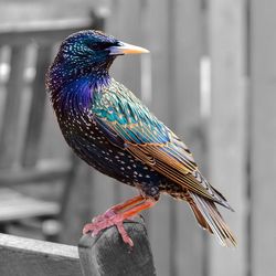 Close-up of bird perching