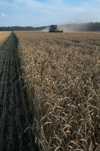 Combine harvesters on wheat field against sky