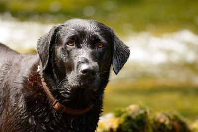 Portrait of black labrador