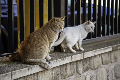 Cat sitting on a wall