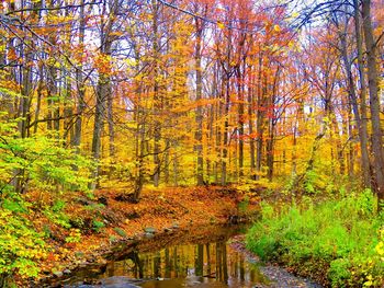 Trees in forest during autumn