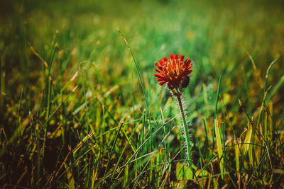 Close-up of flowering plant on field