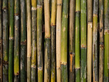Full frame shot of bamboo