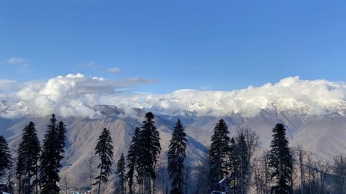 Panoramic view of pine trees against blue sky