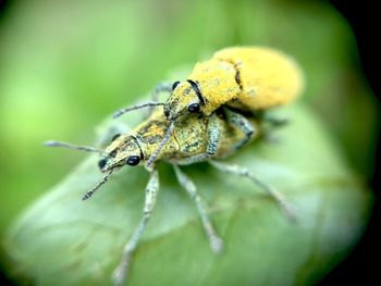 Close-up of insect on flower