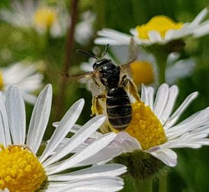 Close-up of bee pollinating on flower