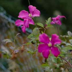 Close-up of pink flowering plant
