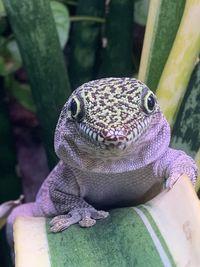 Close-up of lizard