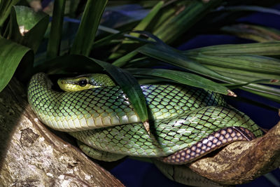 Close-up of red tailed green rat snake