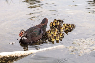 Mother and baby muscovy ducklings cairina moschata flock together in a pond in naples, florida 