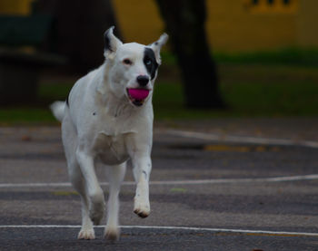 Close-up of dog walking on road